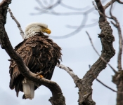 2016 04 09 Eagles 009